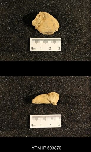 Astartella concentrica