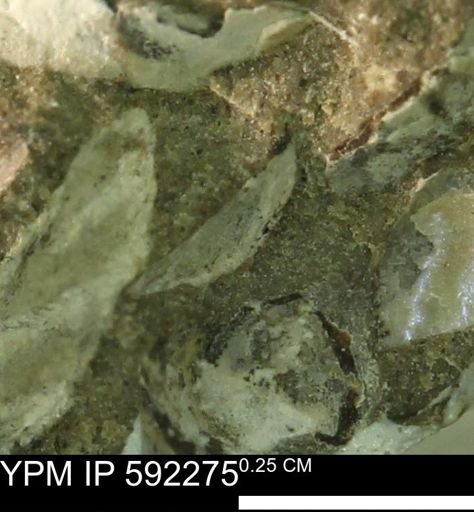 undet. Bivalvia
