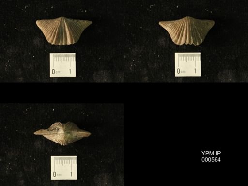 Platystrophia acutilirata