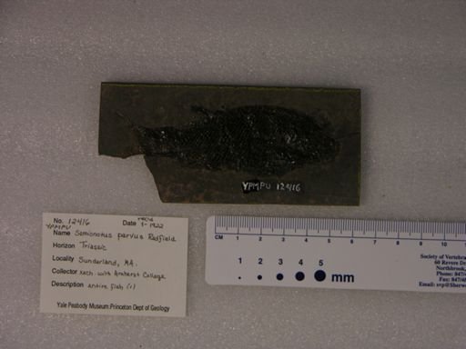 Semionotus parvus
