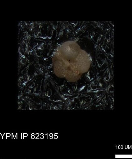 undet. Foraminiferida