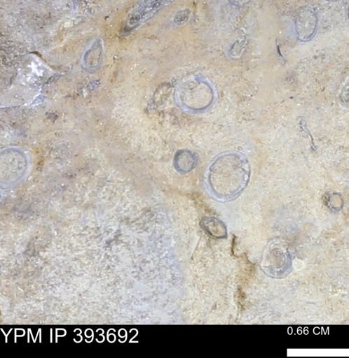 undet. Serpulidae
