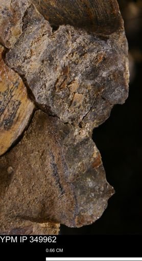 undet. Mollusca