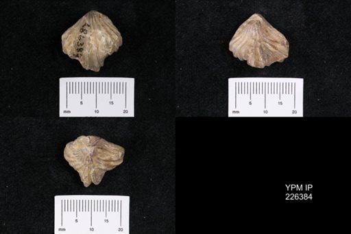 undet. Rhynchonelloidea