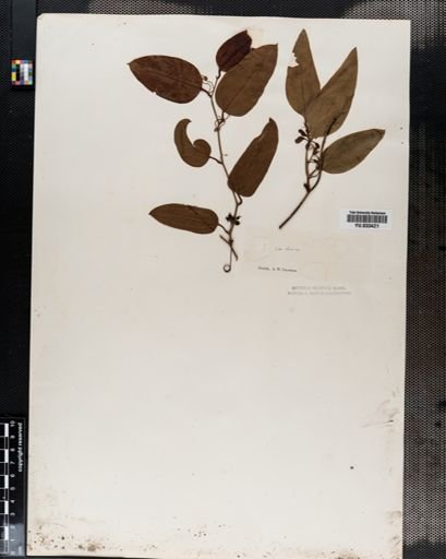 Smilax