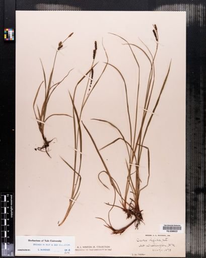 Carex bigelowii