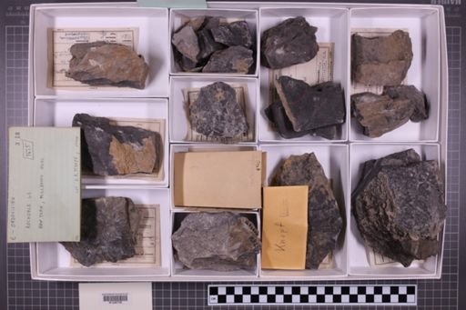 mixed taxa, stratigraphic collection