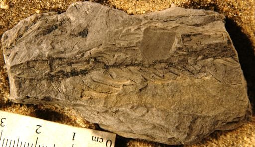 Geinitzia formosa