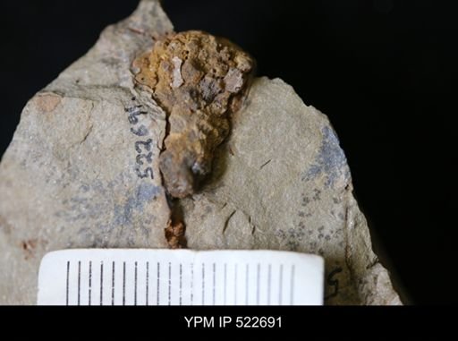 undet. Eocrinoidea