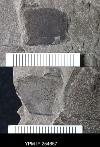 Eurypterida