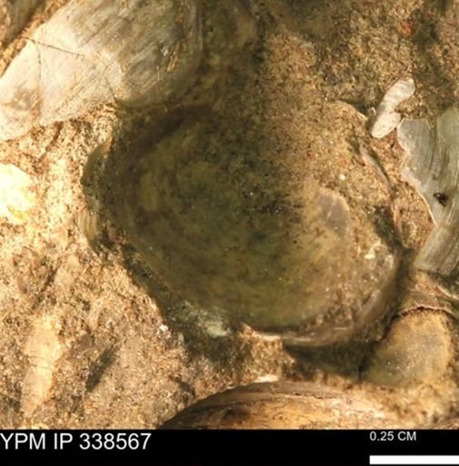 Protocardia subquadrata