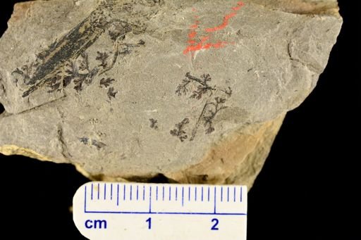 Sphenopteris sp.