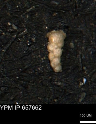 Verneuilinoides kansasensis