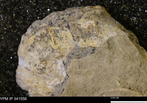 Scaphites sp.