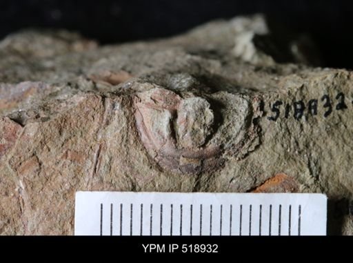 undet. Calymenidae
