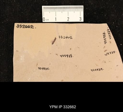 undet. Staphylinidae