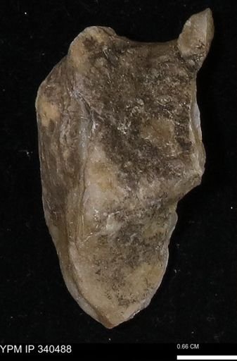 Ostrea glabra