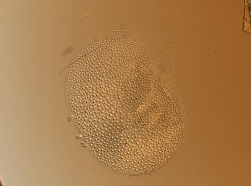 Lagisca impatiens