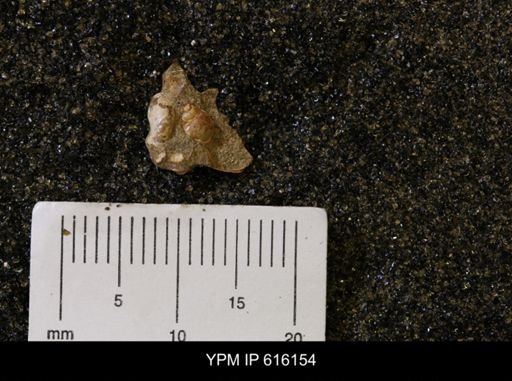 Vanikoropsis sp.