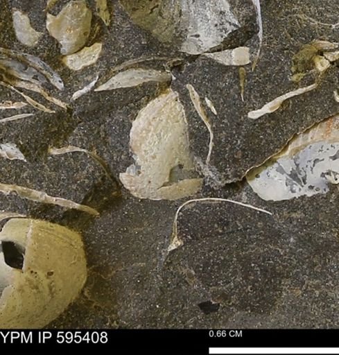 Protocardia sp.