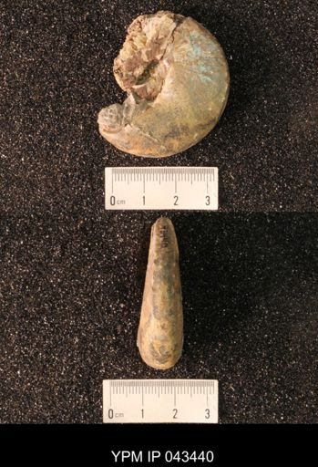 Hoploscaphites nicolletii