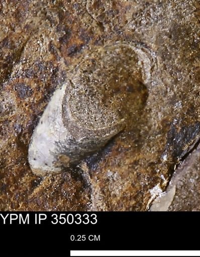 undet. Scaphopoda
