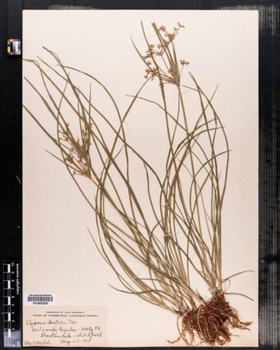 Cyperus dentatus