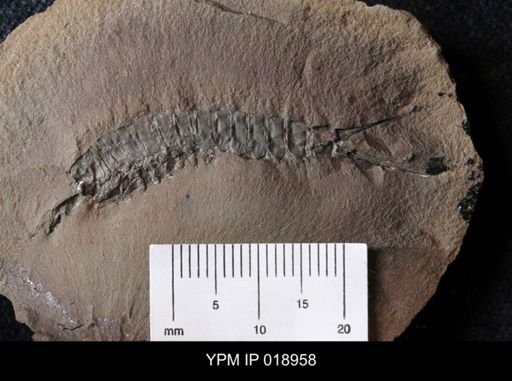 Acanthotelson stimpsoni