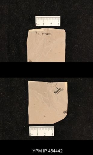 undet. Diptera
