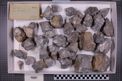 mixed taxa, stratigraphic collection