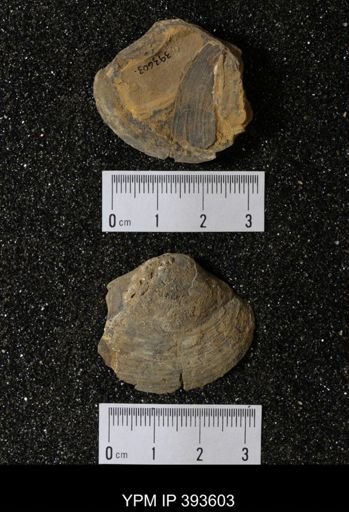 Ostrea glabra
