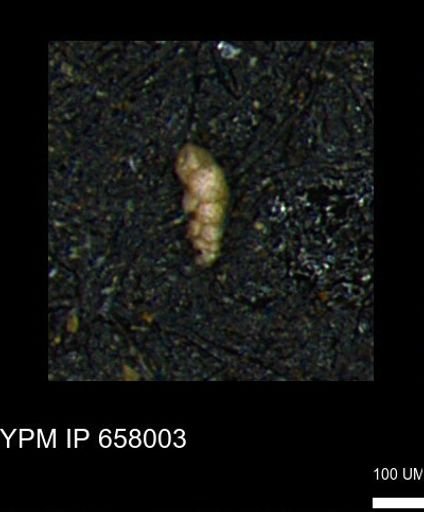 Verneuilinoides kansasensis