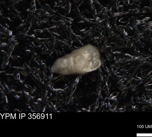 undet. Foraminiferida