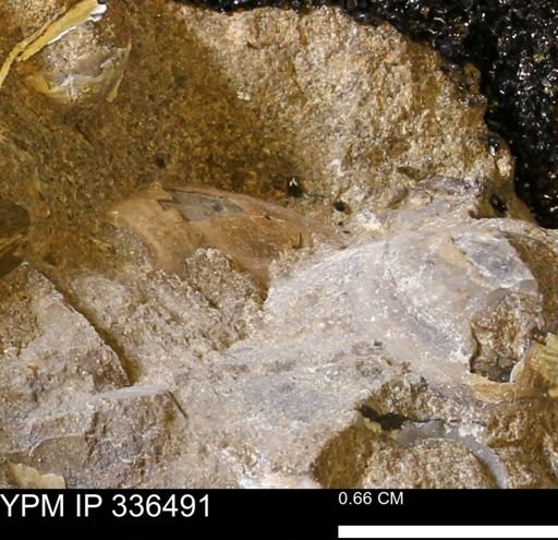 undet. Mollusca