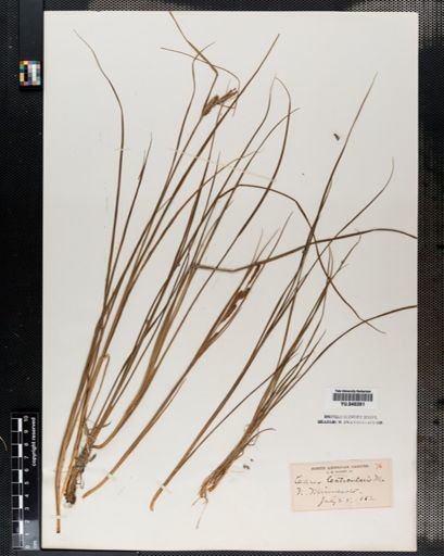 Carex lenticularis