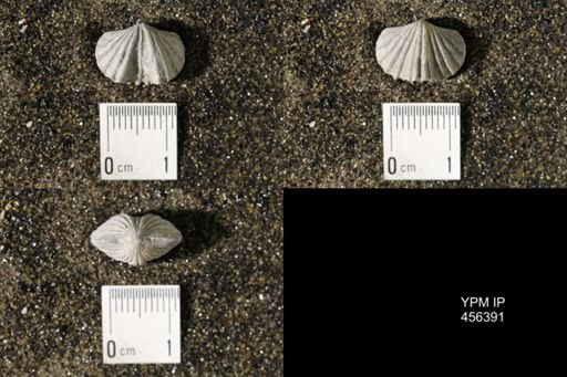Platystrophia biforata