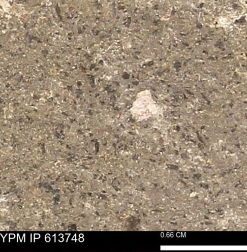 Scaphites sp.