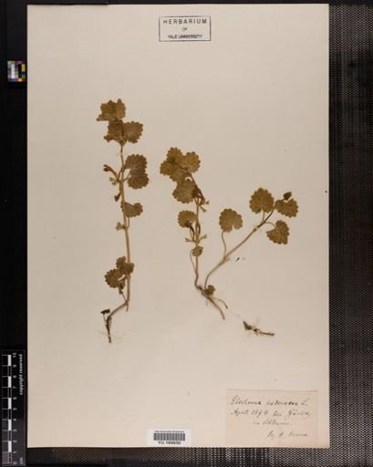 Plantae