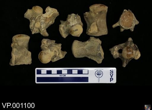 Edestosaurus dispar