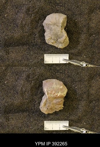 undet. Scaphitidae