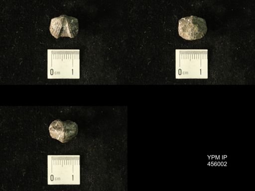 Platystrophia amoena