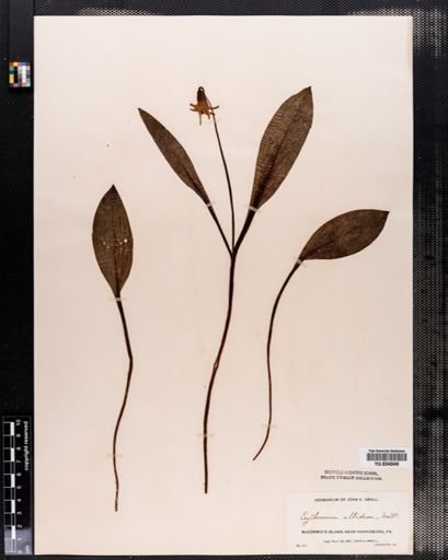 Erythronium albidum