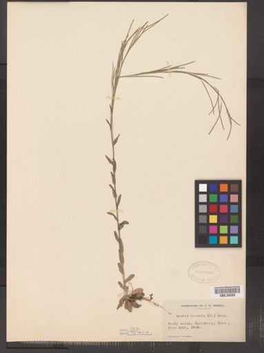 Arabis hirsuta pycnocarpa