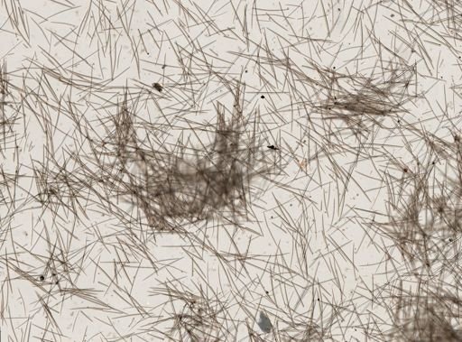 Halichondria panicea?