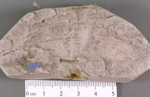 Dewalquea gronlandica