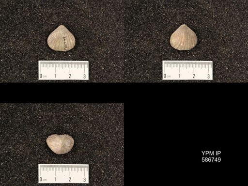 Rhynchotrema capax
