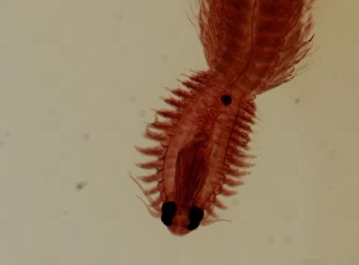 Odontosyllis