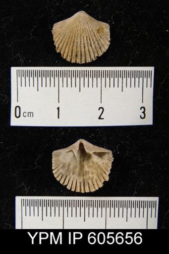 Hesperorthis sp.