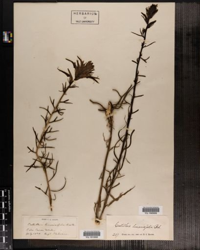 Plantae