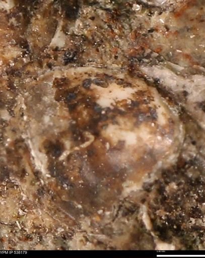 Corbulamella gregaria